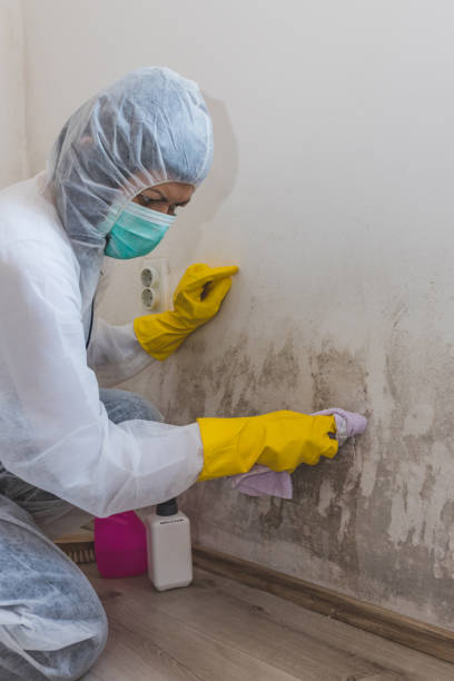 Best Airborne Mold Testing  in Solon, OH