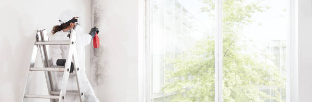 Best Dehumidification Services  in Solon, OH